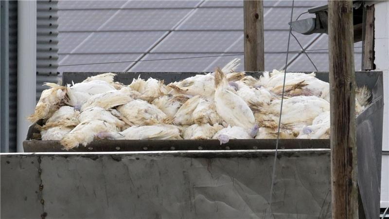Vor allem Puten und Hühner sind in Niedersachsen von der Tierseuche betroffen. (Archivbild)