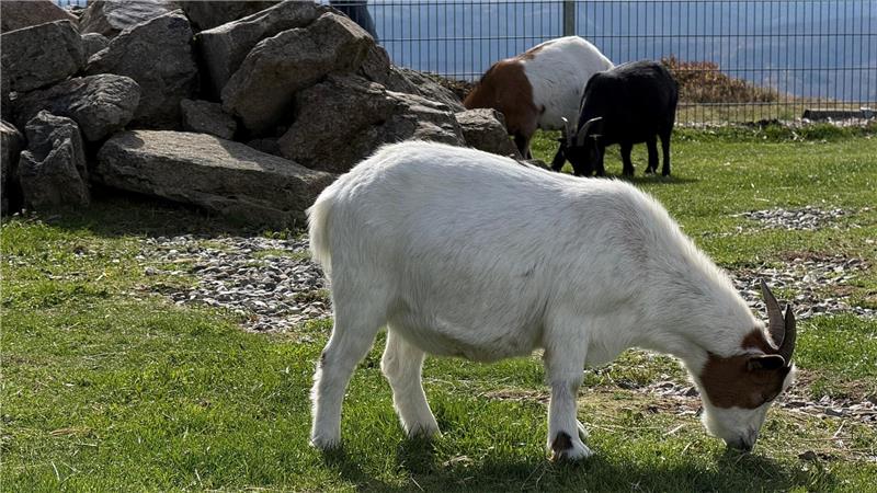 Vor allem bei den Kindern beliebt, ist der Streichelzoo auf dem Wurmberg, in dem sich auch Ziegen aufhalten.