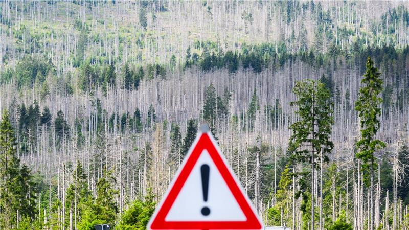 Vor allem der Harz hatte in den vergangenen Jahren mit Extremschäden zu kämpfen. (Archivbild)