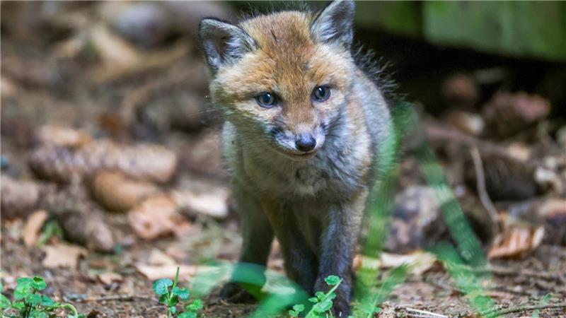 Nationalpark warnt vor Füttern von Füchsen Vor allem junge Füchse gewöhnen sich laut Nationalpark schnell daran, gefüttert zu werden. (Symbolbild)