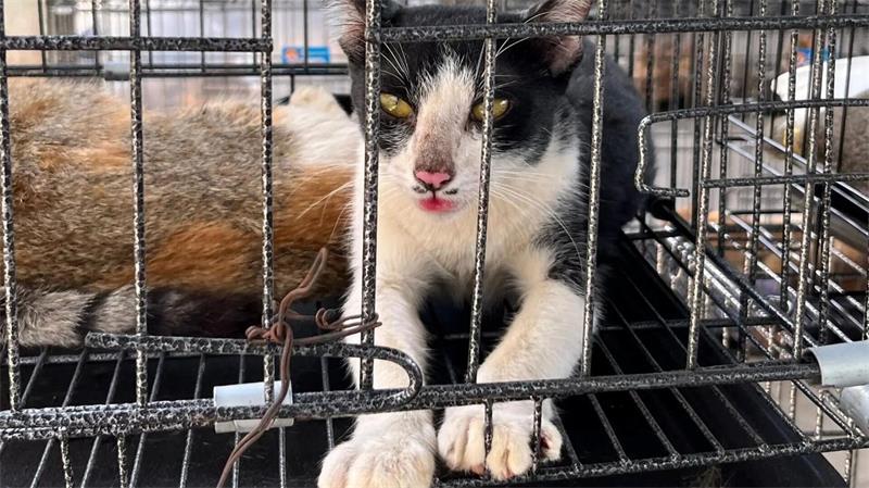 Katzen auf dem Teller: Vietnams Esskultur im Wandel Vor allem junge Vietnamesen sehen Katzen heute als Haustiere - ein deutlicher Wandel in der Gesellschaft.