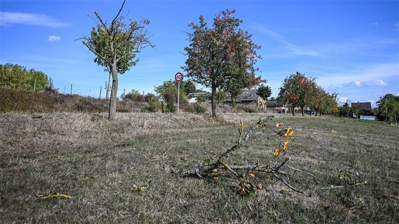 Flugzeugabsturz: Ursachensuche wird vermutlich Wochen dauern Vor dem Absturz hatte es einen Baum gestreift.