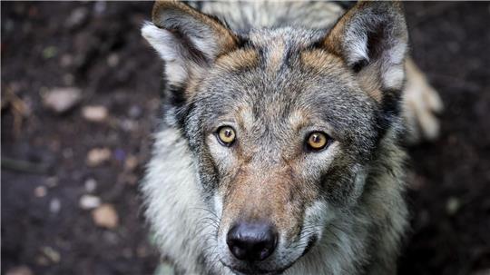 Vor dem Angriff auf eine Frau in Hamburg-Altona streifte der Wolf durch den Westen Hamburgs. (Symbolbild)