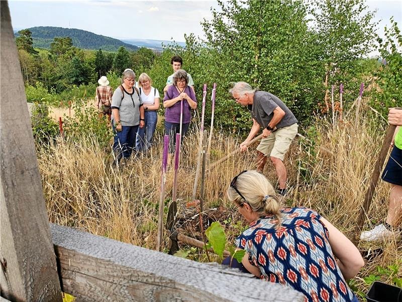 Internationales Musikfest Goslar - Harz trifft "Wald für morgen" Vor dem Musikgenuss fließt der Schweiß: Arbeitseinsatz auf der Pflanzfläche.