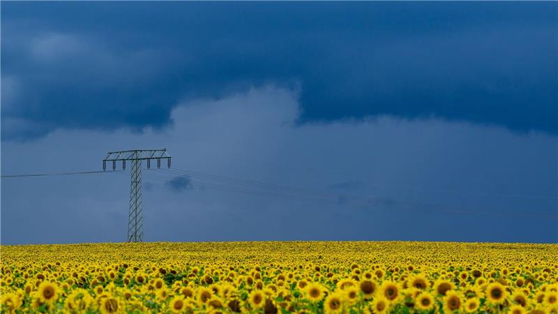 Vor dem Unwetter: Dunkle Gewitterwolken ziehen über die Landschaft und über ein blühendes Sonnenblumenfeld im östlichen Brandenburg.