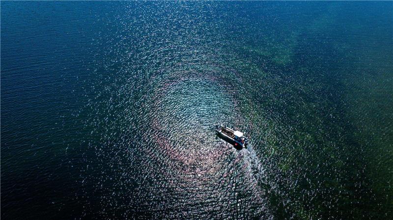 Ziegen als Landschaftspfleger auf der Vogelinsel Walfisch Vor der Sommerfrische auf der Insel Walfisch steht für die Ziegen die Überfahrt vom Festland per Boot.