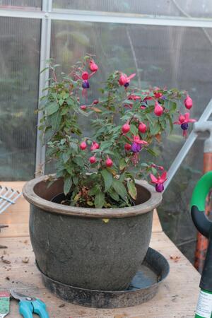 Geranien und Fuchsien: Tipps für Balkonpflanzen im November Eine Fuchsie im Gewächshaus