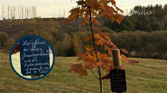 Das Foto zeigt einen Baum und ein Schild mit dem Pflanzdatum.