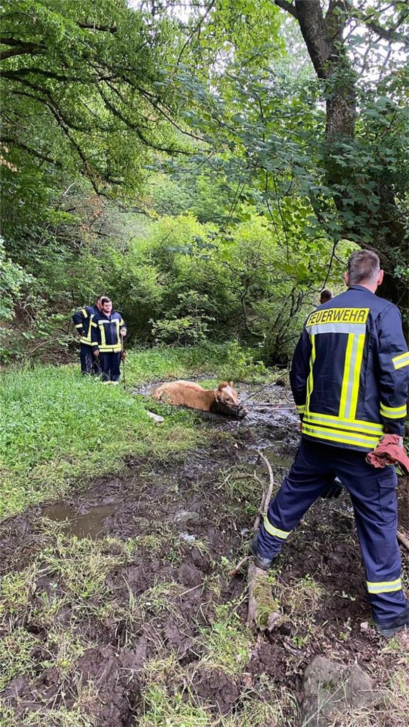 Vor einem Monat befreien die Kräfte der Feuerwehr in einem dreistündigen Einsatz die trächtige Kuh aus dem Schlamm.
