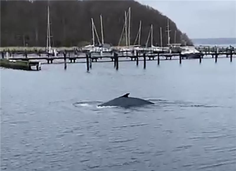 Buckelwal in der Flensburger Förde gesichtet Vor einigen Tagen ist in der Flensburger Förde ein Buckelwal gesichtet worden.