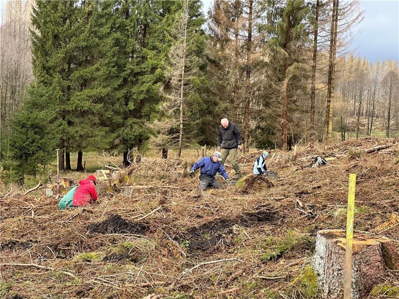 Familien helfen dem Bergwaldprojekt in Braunlage Vor einiger Zeit stand an dieser Stelle in der Nähe des Campingsplatzes noch ein Fichtenwald, jetzt pflanzen die Helfer des Bergwaldprojekts hauptsächlich Sand- und Moorbirke sowie Wildapfel in diesem Bereich neu an. Foto: Eggers