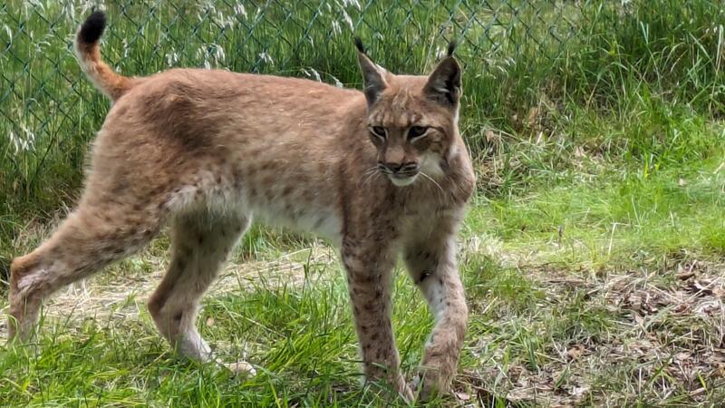Vor seinem Ausbruch erkundet der Luchs ein paar Minuten lang sein neues Gehege.
