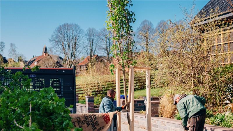 Vor vier Jahren hat die Stadt die Bäume in der Herzog-Johann-Albrecht-Straße setzen lassen.