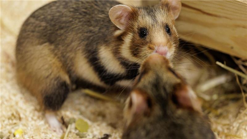 Vorsichtige Annäherung. Ein Weibchen und ein Männchen sind im NRW-Artenschutzzentrum für die Verpaarung vorgesehen. 