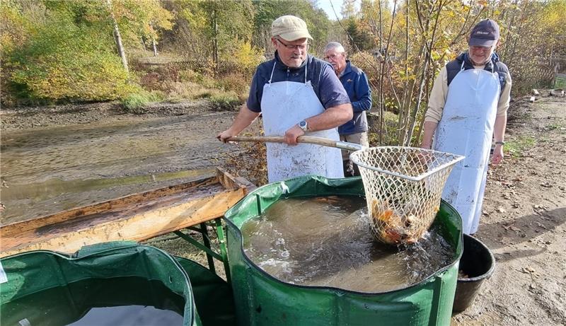 Angelsportverein siedelt in Hohegeiß mehr als 1000 Fische um Vorsitzender Peter Rafezeder (links) bringt die Fische mit einem Kescher zum Abtransport in einen großen Wasserbehälter. Fotos: Angelsportverein