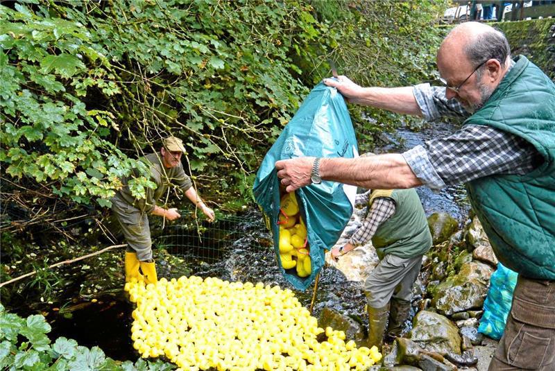 Während Max-Henner Schiers die Säcke mit den Enten entleert, halten unten im Fluss die Entenschubser die ganze Meute bis zum Start zusammen.  Foto: Weiss