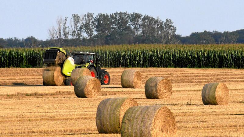 Die schlechteren Böden können in diesem Jahr profitieren Während auf den einen Feldern die Halme gehäckselt werden und auf dem Acker verbleiben, werden auf anderen Schlägen aus dem Stroh Rundballen gepresst.