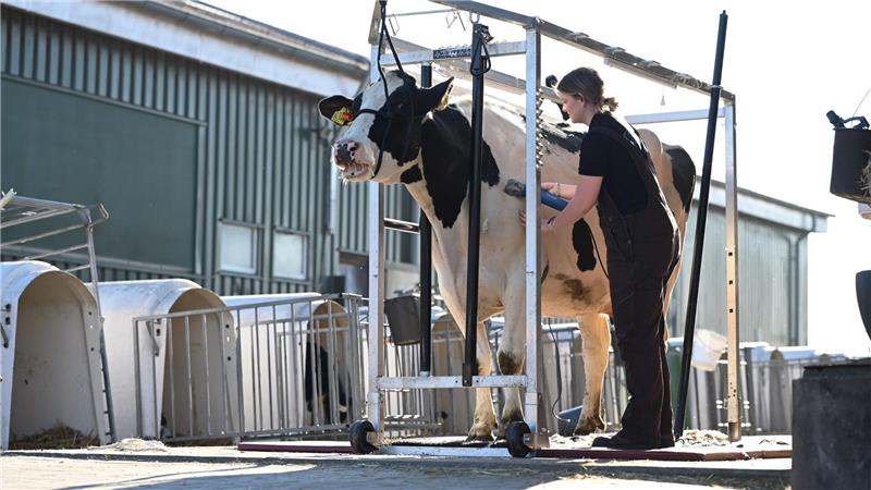 Während dem Scheren steht die Kuh in einem Metallgestell. 