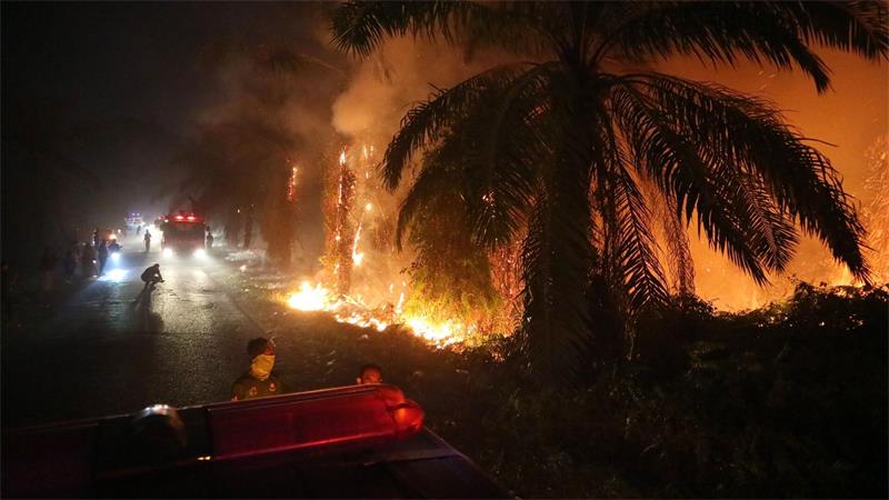 Junger Superman kämpft auf Borneo gegen Waldbrände Während der Trockenzeit brechen auf Borneo immer wieder verheerende Feuer aus.