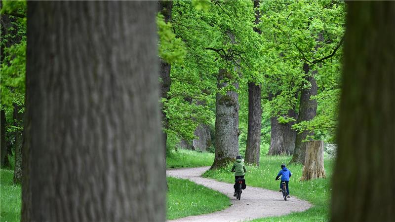Wälder fördern die Vielfalt von Tieren und Pflanzen sowie menschliche Gesundheit und Wohlbefinden. (Archivbild)