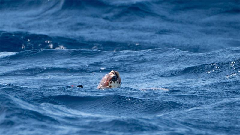 Wärmere Ozeane beeinflussen auch Nahrungsketten im Meer. (Symbolbild)