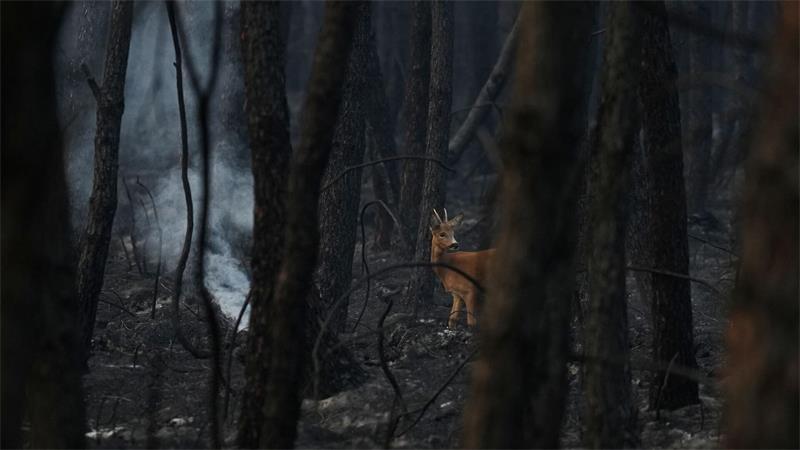 Waldbrände in Frankreich: Reh läuft durch verkohlten Wald