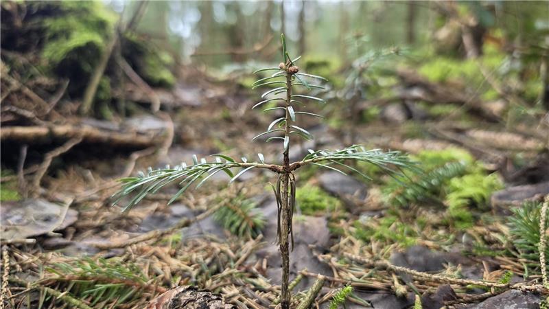 Ein fünfjähriger Setzling ragt aus dem Waldboden.