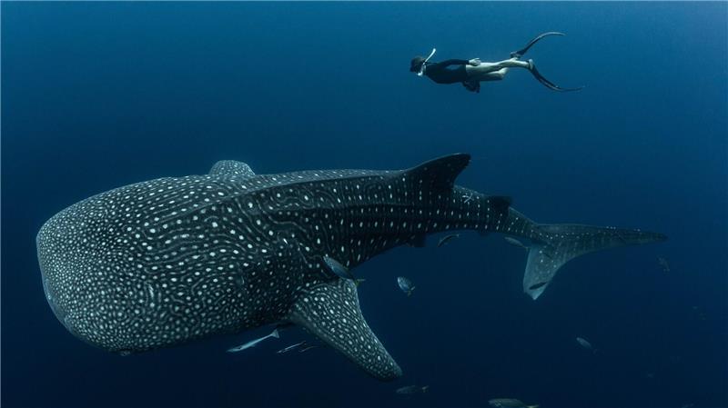 Viele Walhaie tragen Narben durch Fischerei und Tourismus Walhaie sind die größten derzeit lebenden Fische der Erde und faszinieren weltweit Taucher und Schnorchler.
