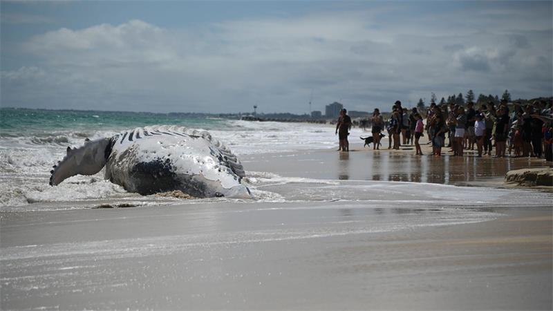 Walkadaver am Strand: Schaulustige versammeln sich am City Beach in Perth.