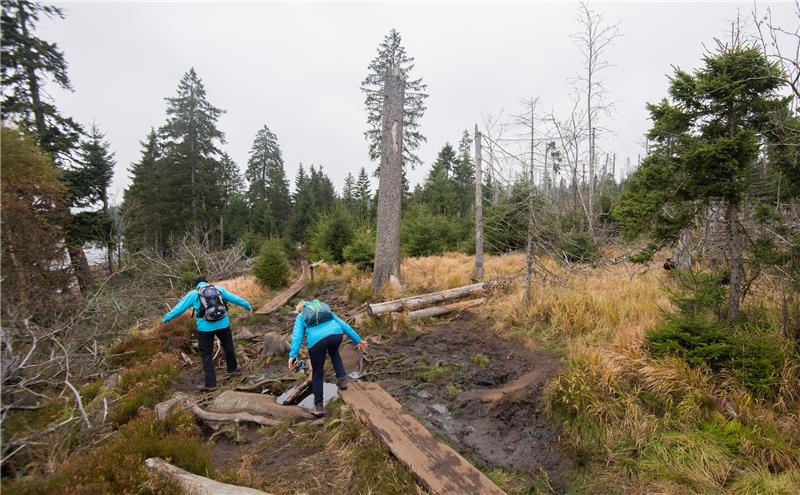 Nationalpark Harz geht gegen „digitale“ Wanderwege vor Wanderer laufen rund um die Talsperre Oderteich im Nationalpark Harz. Viele Besucherinnen und Besucher sind auch abseits der offiziellen Wege unterwegs. Foto: Julian Stratenschulte/dpa