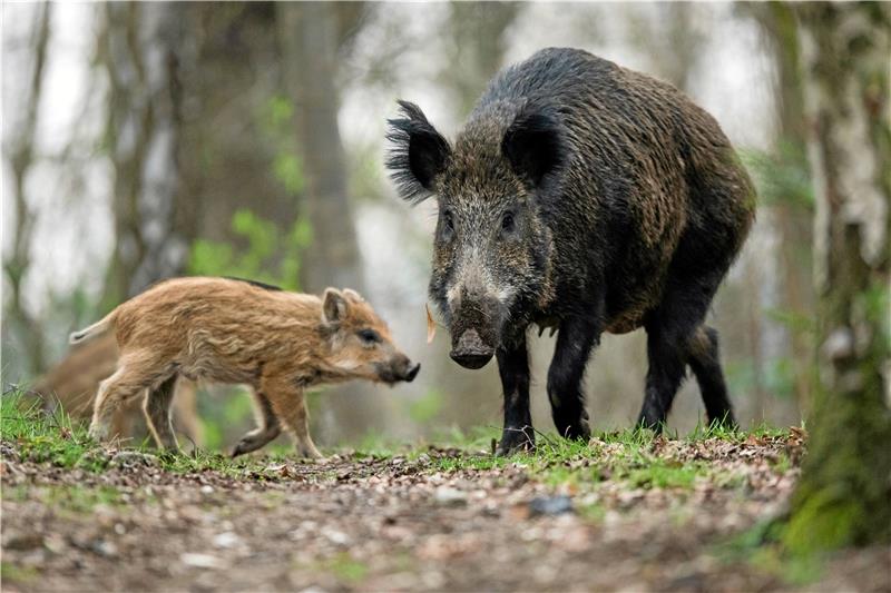 Maggi-Geruch bei Wildschweinen: Droht Gefahr? Wanderer sollten nicht zwischen eine Bache und deren Frischlinge geraten. Foto: Fischer/dpa