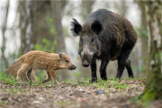 Wanderer sollten nicht zwischen eine Bache und deren Frischlinge geraten. Foto: Fischer/dpa