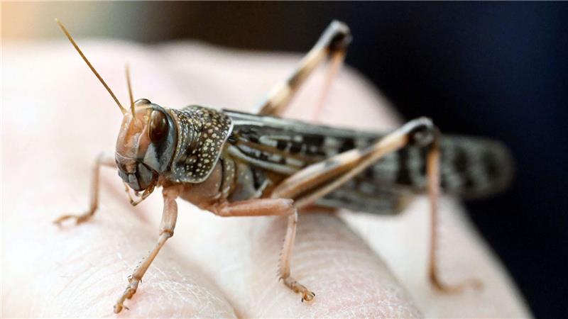 Wanderheuschrecken dienen hierzulande häufig als Futtertiere. 