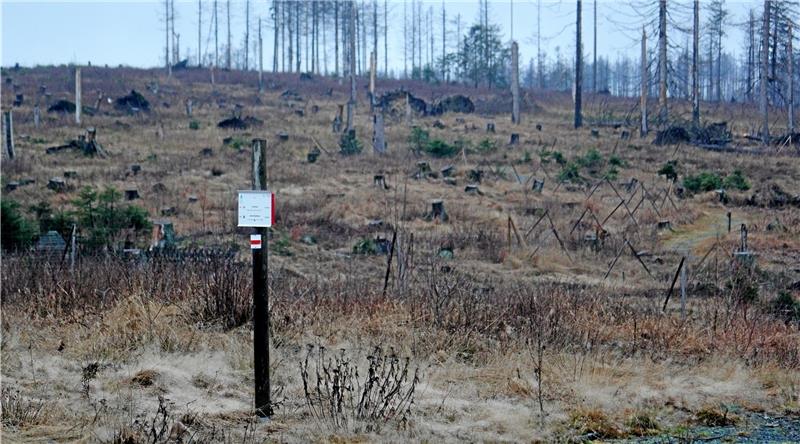 Wanderwege, die früher durch den dichten Fichtenwald führten, verlaufen nun über abgeholzte Flächen. Etliche sind nach den Räumarbeiten nicht mehr begehbar und müssen vom Harzklub wieder hergestellt und neu ausgeschildert werden. Foto: Nachtweyh