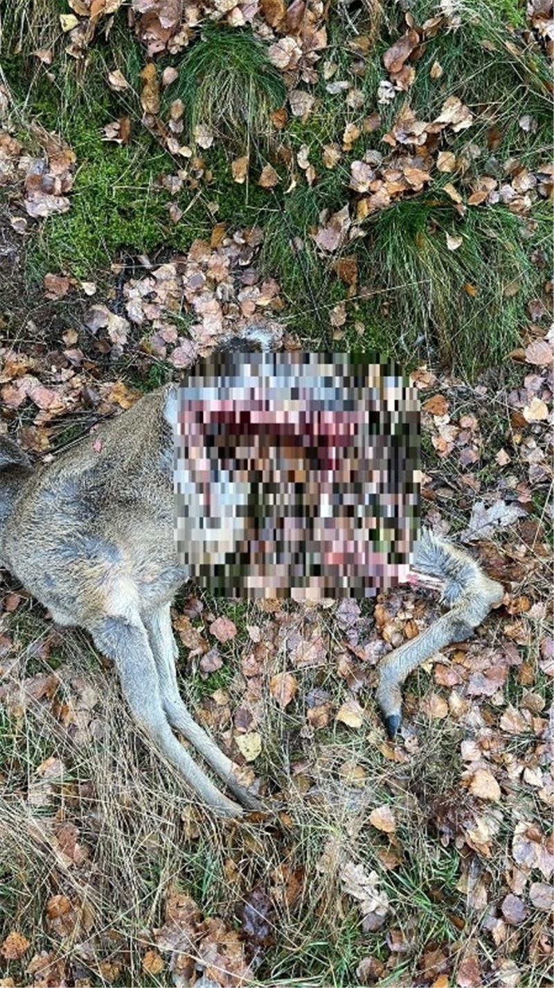 Totes Reh in Goslar entdeckt: Wurde es von einem Wolf gerissen? War es ein Wolf? Foto: Ole Anders