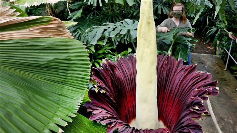 Dortmunds Titanenwurz weiter vermisst - keine Extrasicherung Warum die Knolle gestohlen wurde, ist bisher unbekannt. (Archivbild)
