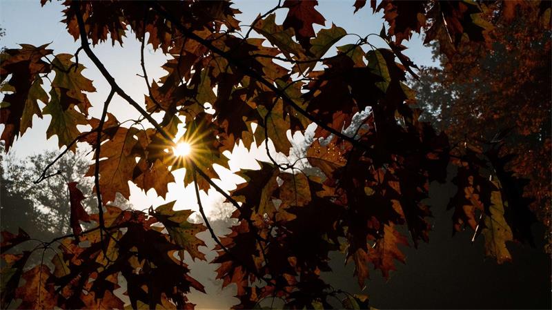 Was der Herbst mit unserem Körper macht – fünf Theorien im wissenschaftlichen Check. (Symbolbild)