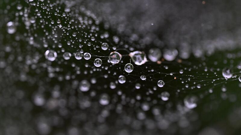 Was hier aussieht wie schimmernde Kristallkugeln, sind Regentropfen, die in einem Spinnennetz hängen. 