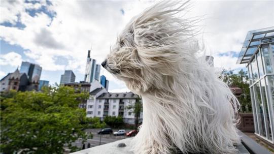 Was mag dieser Hund denken? Vielleicht: angenehme Brise.