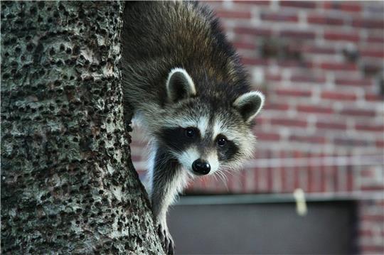 Waschbären werden durch Futterangebote in die Städte gelockt.  Foto: Pixabay