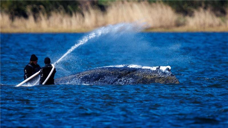 Wasser marsch: Helfer bespritzen den Buckelwal vor der Insel Poel mit Wasser.