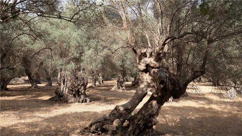 Wasserknappheit im Landesinneren Mallorcas Wasserknappheit ist auf Mallorca vor allem in der Hochsaison kein neues Problem.