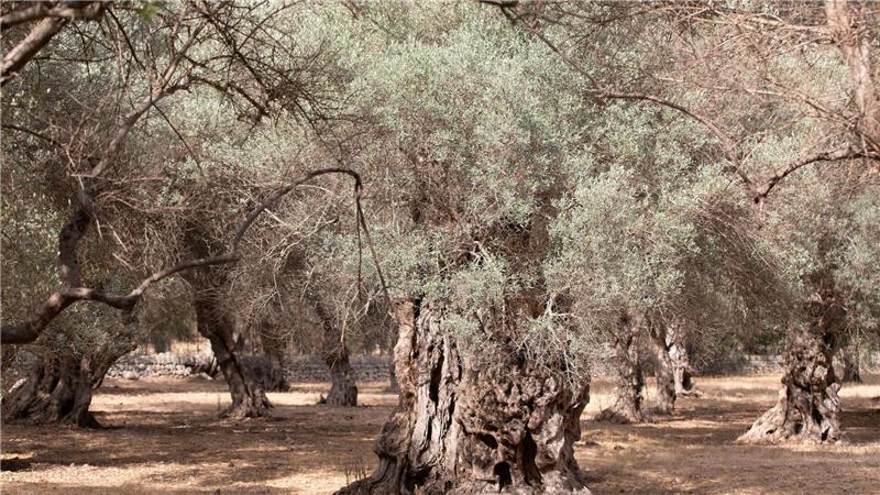 Wassermangel auf Mallorca: Gemeinde dreht Wasserhahn ab Wassermangel im Sommer ist auf Mallorca nichts Neues. (Archivfoto)