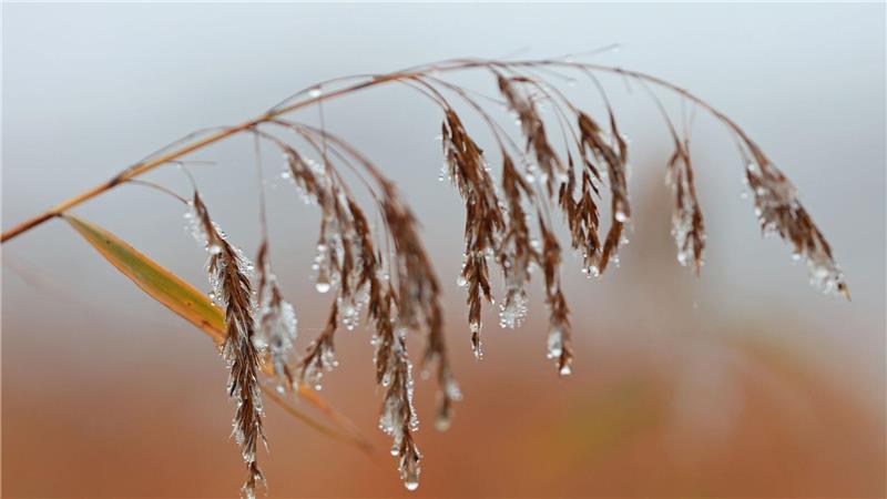 Wassertropfen hängen an einer Schilfpflanze in Veckenstedt.