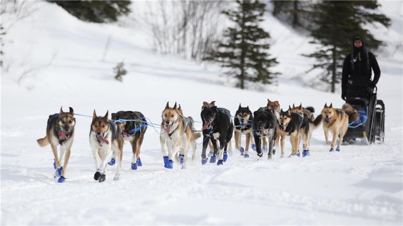Ex-Fernsehstar gewinnt Hundeschlittenrennen in Alaska Wegen Schneemangels in Alaska wurde die Iditarod-Rennroute in diesem Jahr geändert. (Archivbild)