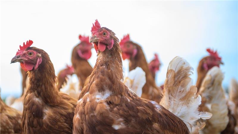 Engpass vor Ostern: Gibt es genügend Eier für alle? Wegen Vogelgrippe und Newcastle Disease sind in den vergangenen Monaten Hunderttausende Legehennen gestorben. (Symbolbild)