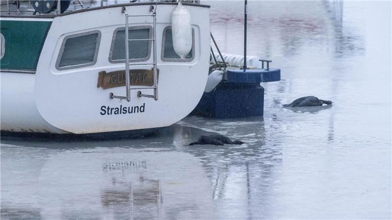 Wegen der Eisbildung kamen die Kormorane vielerorts nicht an ihre Beute - Fisch. (Archivbild)