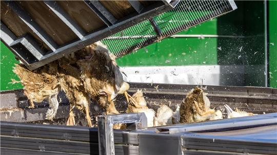 Wegen der Geflügelpest müssen in Deutschland derzeit viele Tausend Hühner, Gänse, Enten und Puten gekeult werden.