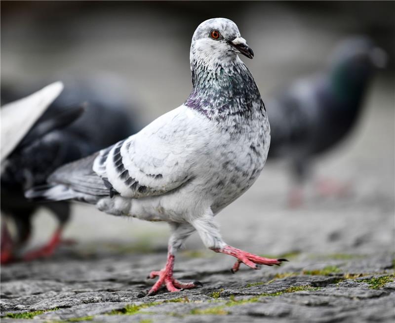Hundehalter schießt nach kuriosem Streit auf Taubenzüchter Wegen der Sorge um Tauben kam es zu einem Streit.