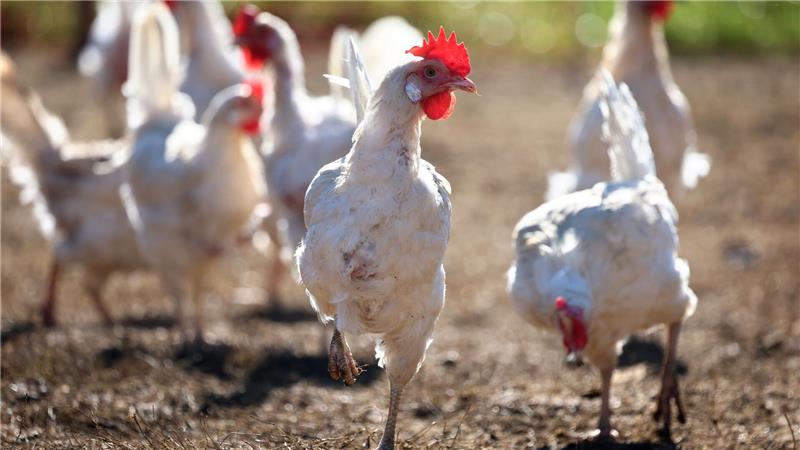 Gibt es eine Eier-Krise in Deutschland? Wegen der Vogelgrippe mussten zuletzt zahleiche Legehennen getötet werden. (Archivbild)